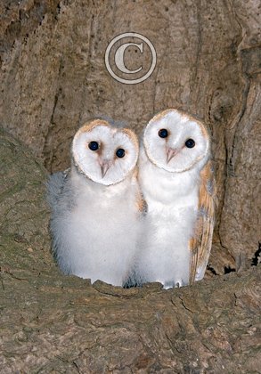 Young Barn Owls DM0925